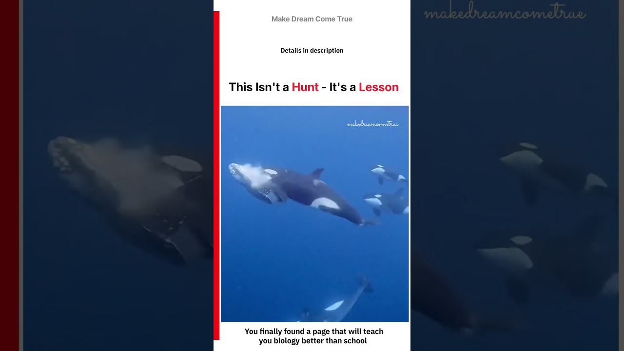 🐬 This Isn't a Hunt - It's a Lesson ☠️ | MDCT