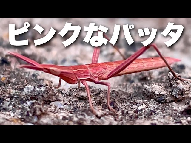 ピンクなバッタ Youtube