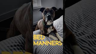 Does letting your dog on the bed ruin their training? (REAL RESULTS) #dogtraining #puppytraining