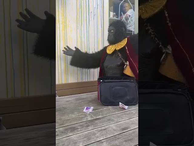 Gorilla Singing Telegram at Birthday