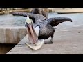 Feeding a Pelican... IS FREAKING AWESOME!!!!