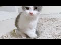 【さばちゃん21】小さい容器に入りたくてしょうがない さばちゃん