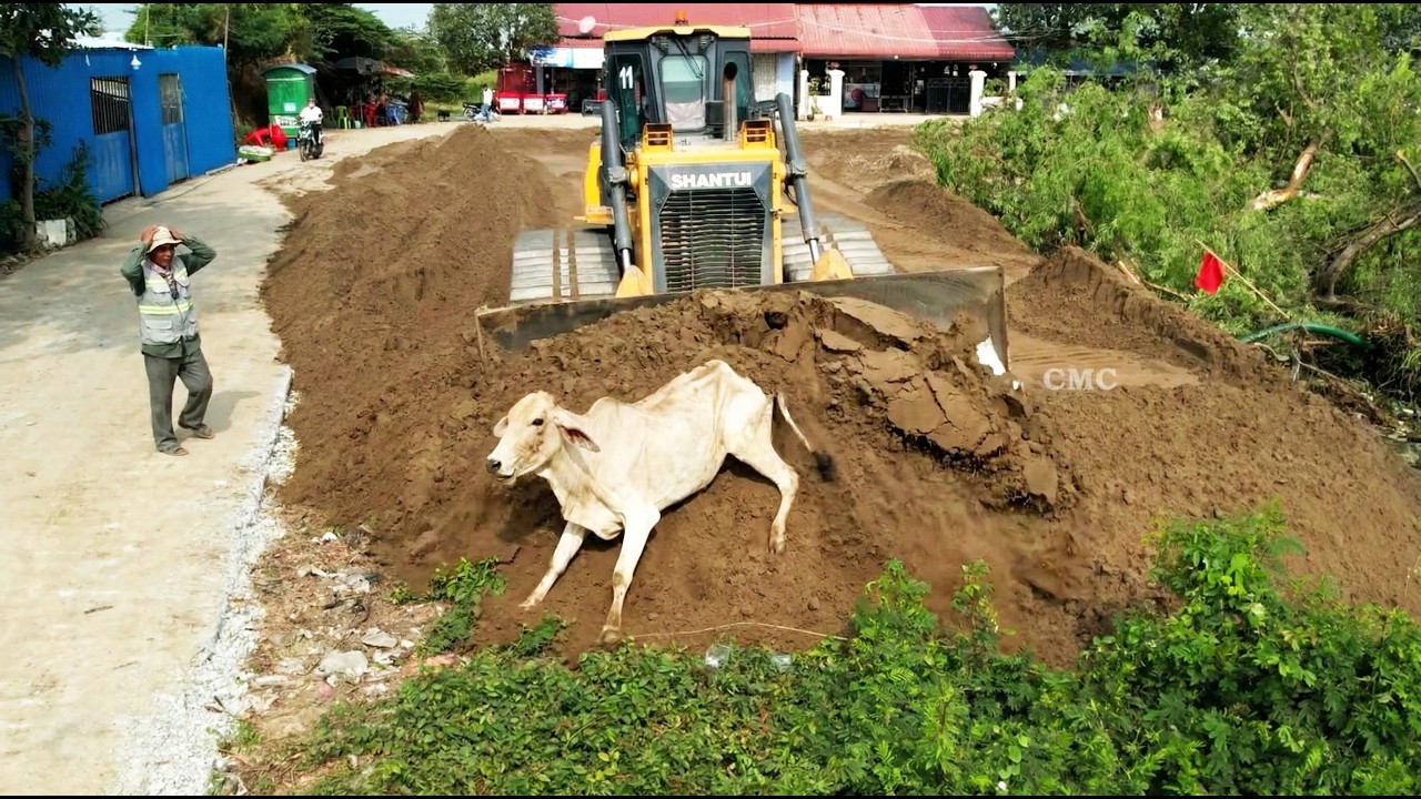 Nicely New Project Sand Filling Up in Large Land Capacity Use SHANTUI DH17 C2 & 18Ton Trucks