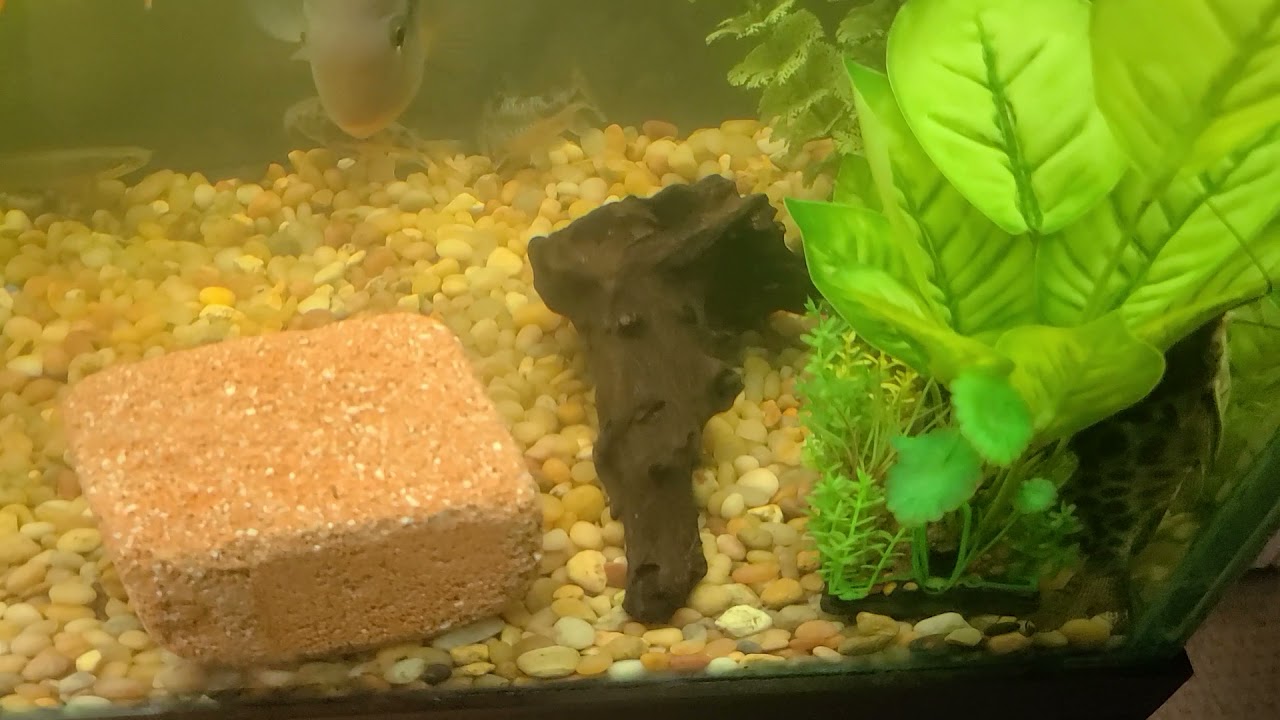 NEW TANK SETUP! (We Moved!)