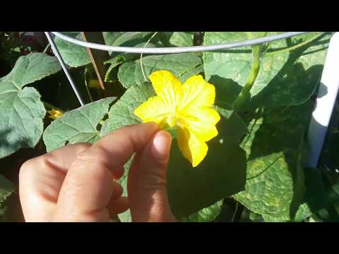 Video: Alimentar Pepinos Durante La Floración: ¿cómo Alimentar La Leche Cuando Florece En Campo Abierto? Otros Productos De Pulverización