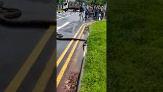 Big Python  Cross road in Singapore