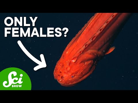 Video: Hvorfor blir hval feilaktig identifisert som fisk?