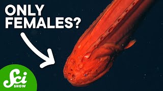 Why Are There No Male Whalefish?