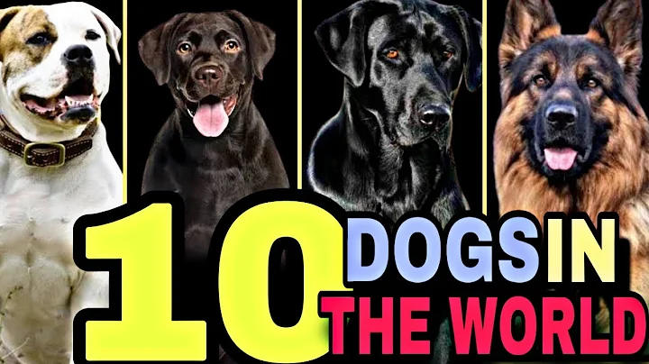 Top 10 dogs in the world||The 10 Fastest Dog Breeds on the Planet||Top 10 Smartest Dogs in the World