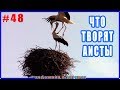 #48 Художник в ДЕРЕВНЕ застал АИСТОВ за этим. Artist in Belarus spring village and Storks.