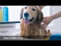 How To Take Care of Your Dog How To Take Care of Your Dog