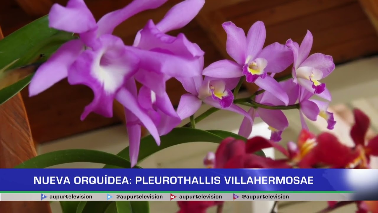 Nueva Orquídea: Pleurothallis Villahermosae - thptnganamst.edu.vn