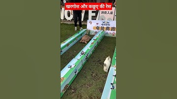 rabbit 🐇 vs tortoise 🐢 race in real life 😱 #shorts #trending #rabbit #tortoise