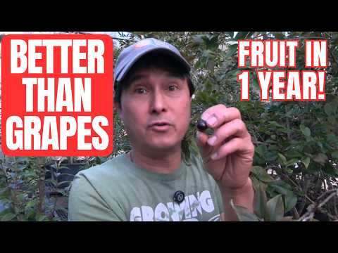 I Found the Best Nursery Shipping Rare Edible Plants to All 50 States!