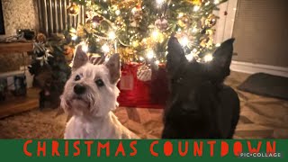 Scottish Terrier and Cairn Terrier | Countdown to Christmas 🎄 by Ruby and Rory 1,428 views 1 year ago 2 minutes, 16 seconds