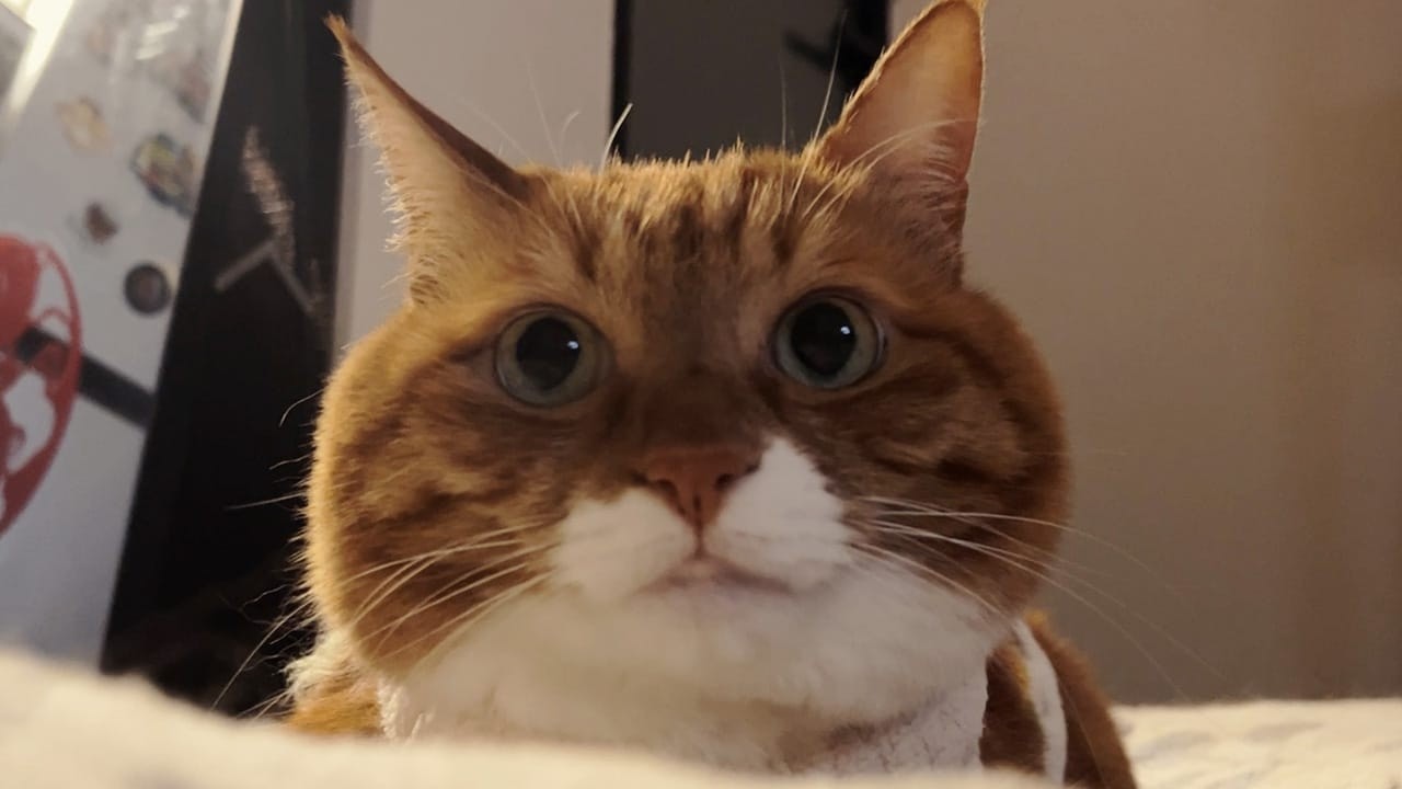 “你不能因为我可爱就总摸我”