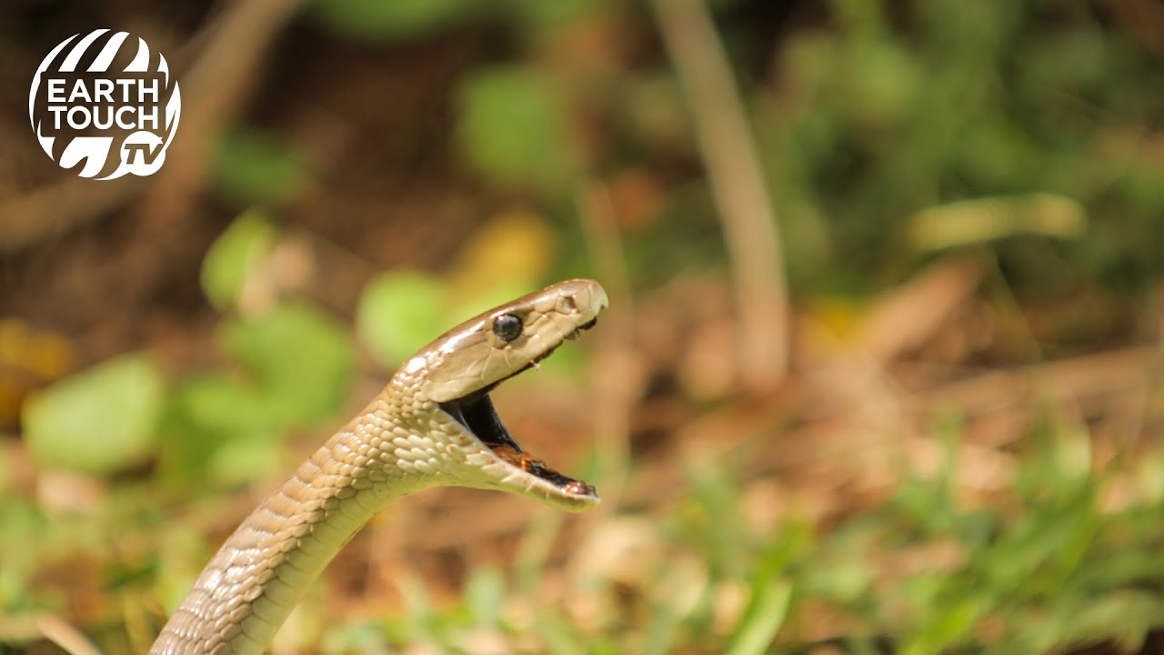 Baby Black Mambas Emerge From Their Eggs YouTube baby-black-mambas-emerge-from-their-eggs-youtube