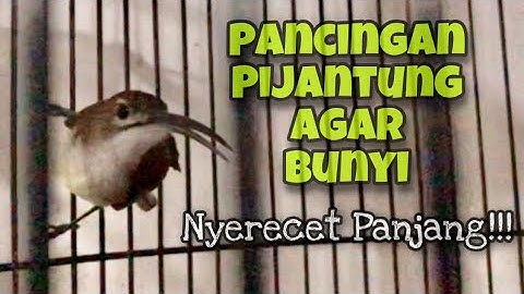 Masteran Pijantung Pisang Gacor Untuk Pancingan Pijantung Bahan Agar Bunyi Mbeset | Kicau Tembak