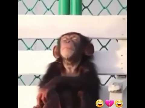 انشودة زعلان يا زعلان هههههههه