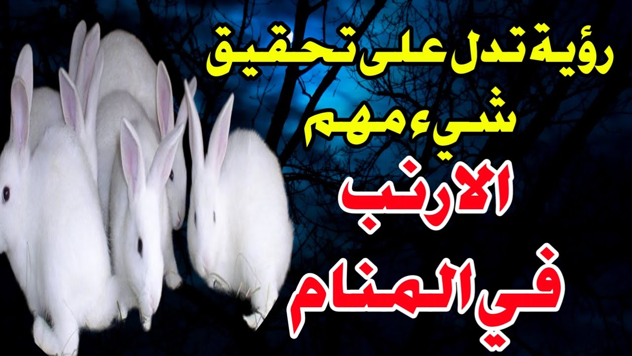 رؤية غريبه تحتاج منك الي ذكاء وحيطه رؤية الأرنب في المنام تدل على تحقيق شيء مهم