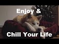 Relaxing music  chill hop  sleeping dog  akita inu