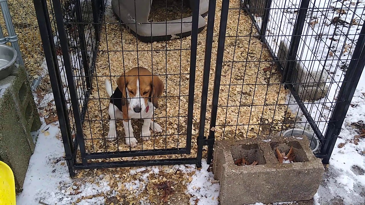 Vorming heden Begraafplaats Owens beagle kennel setup - YouTube