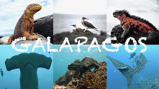 Galapagos (4K) 2023 August (Liveaboard Diving at Darwin & Wolf and Land Excursions)