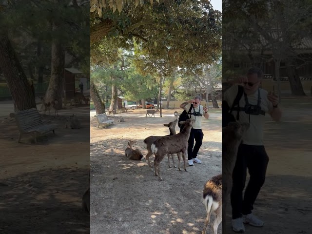 Ken Feeding Deer