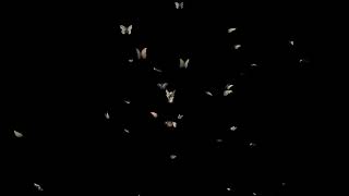 Бабочки / футаж / footage / Черный фон / black background / chromakey / хромакей релакс glow