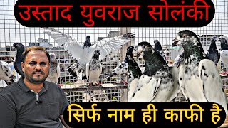 Ustad Marhoom Ayyub Al Balouchi Ke Kuch Behtreen Kabutar Ustad Yuvraj Sahab Ne Sambhal ke Rakhe hen by Bhopal Pigeons 4,140 views 2 weeks ago 24 minutes