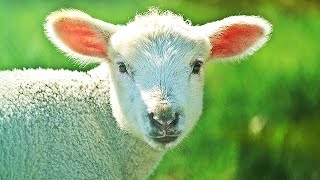 🐑 Beautiful Lambs in Spring with Relaxing Music 🌸 | 4K | Cute Baby Sheep | Soothing Video for Stress screenshot 3