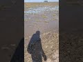 Walking along Southport beach-so muddy now sadly-lovely day but so windy! #southport #beach #windy