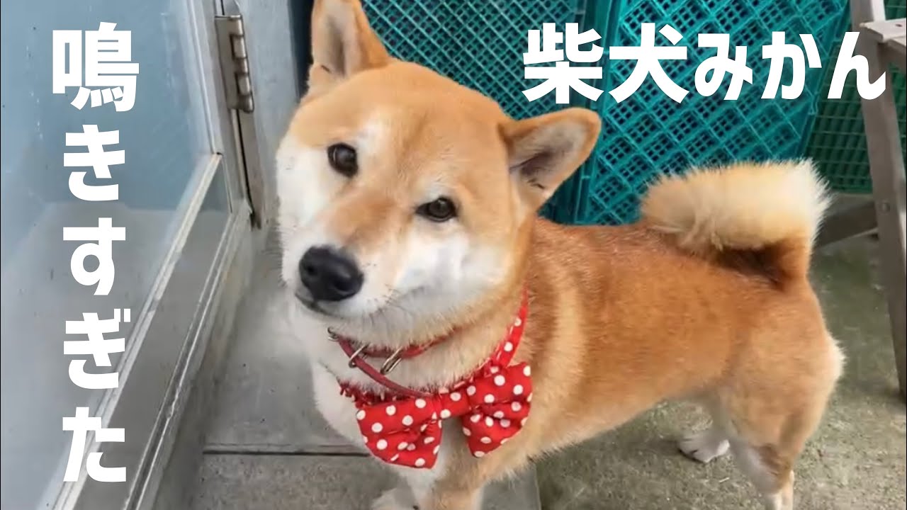 音量注意 柴犬みかんの鳴き声に笑っちゃダメ Youtube