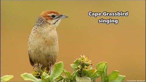 Cape Grassbird singing