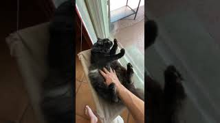 Fluffy butt by Twin Chantilly Tiffanys Benny & Bandit 32 views 3 years ago 1 minute, 48 seconds