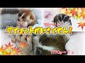 動物達の体重測定（スローロリス＆フクロモモンガ)#308