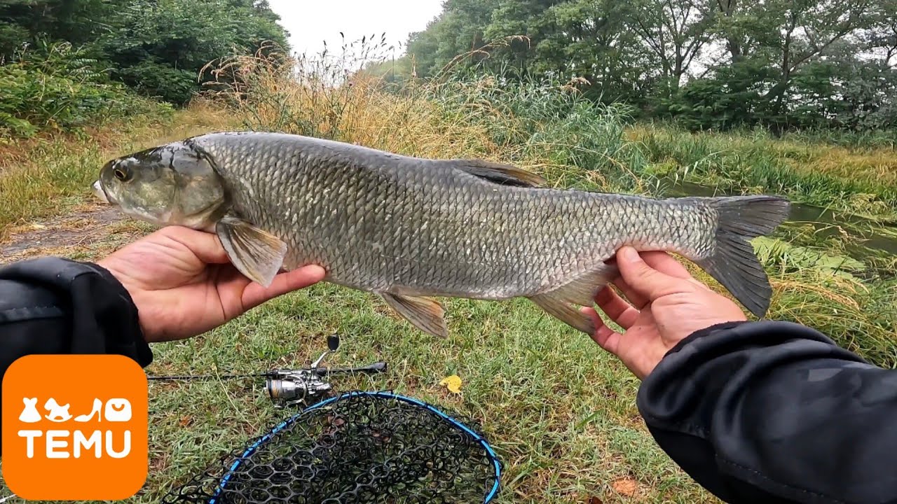 6. Temus horgászbot és orsó teszt! Beluga a vízben, balin a parton.