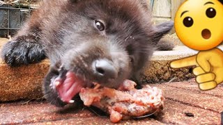 Puppies Eating RAW Chicken - How I Do It - 6 Weeks Old