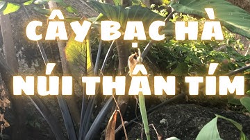 Cây bạc hà núi thân tím