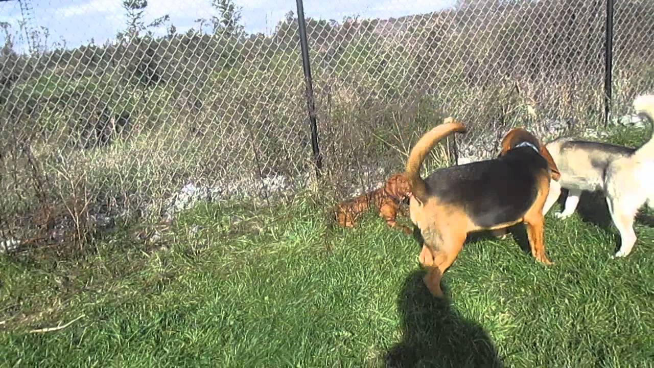 Tails & Trails Country Pet Resort puppy play YouTube Tails & Trails Country Pet Resort puppy play YouTube