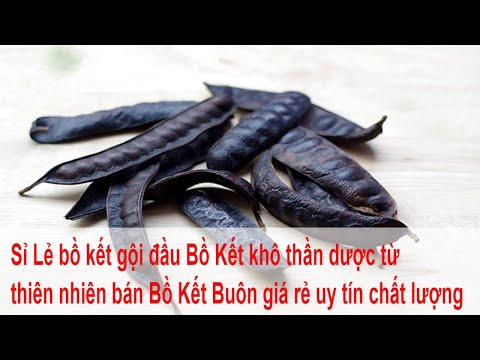 Sỉ Lẻ bồ kết gội đầu Bồ Kết khô thần dược từ thiên nhiên bán Bồ Kết Buôn giá rẻ uy tín chất lượng