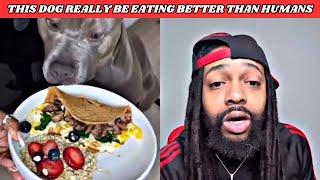 Ultimate Homemade Dog Food Recipe - Better Than Human Food!