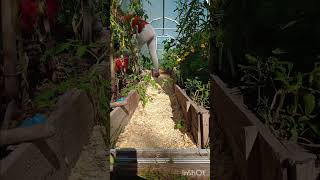 #youtubeshorts #garden #садгород #садоводничество #рослини ₴# теплиця #фотосинтез