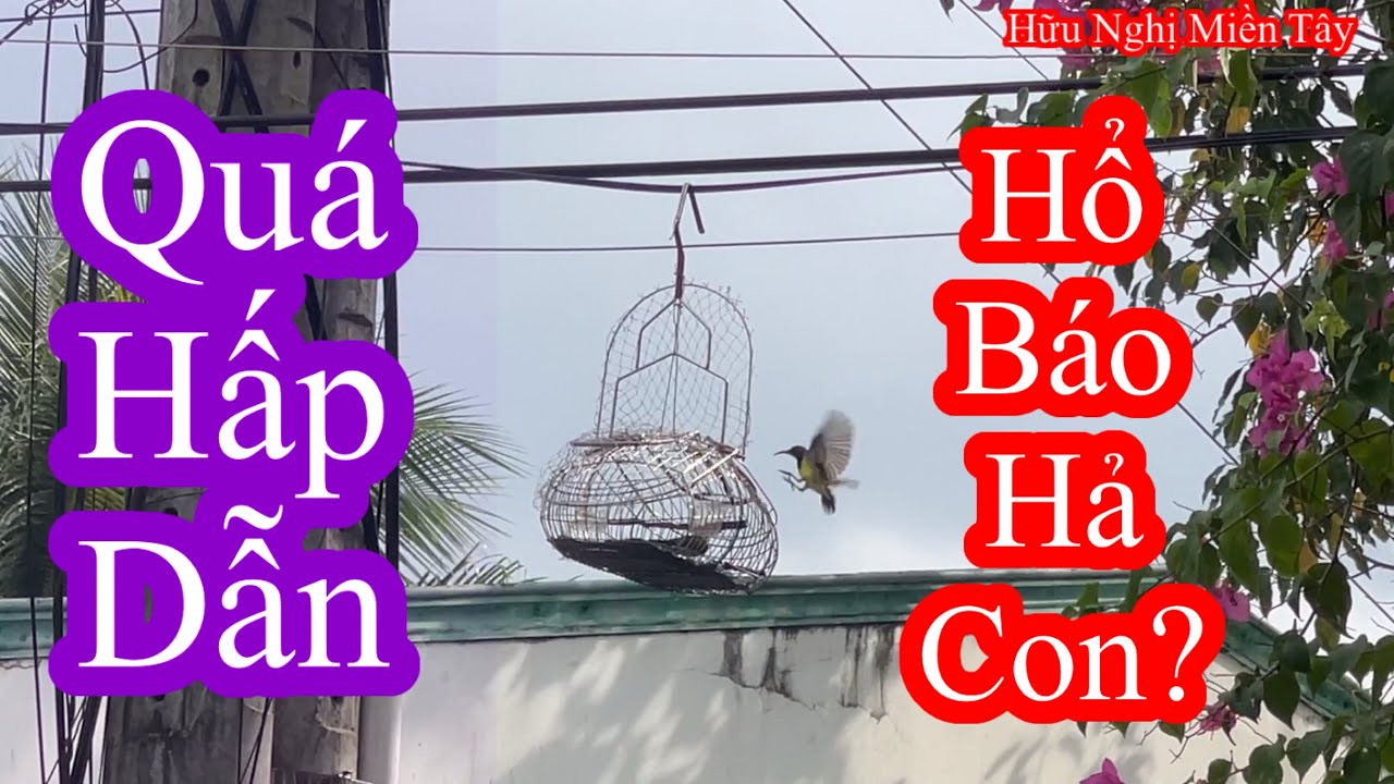 Hội ngộ An Lang Thang đi bẫy hút mật 5 màu và cái kết……