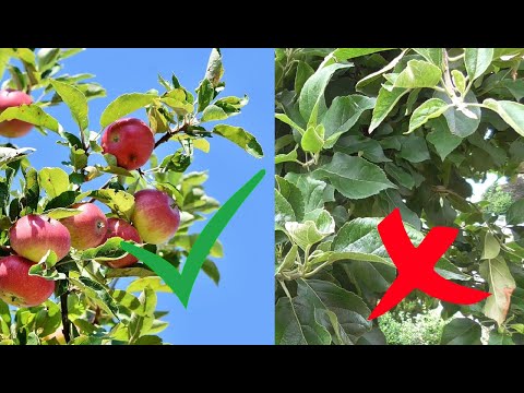Video: Warum trägt mein Birnbaum keine Früchte?