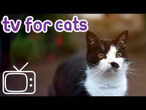 tv-for-cats!-fish,-big-cats-and-birds-footage!