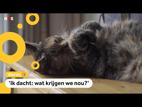 Video: Vermiste Kat Na 7 Jaar Gevonden