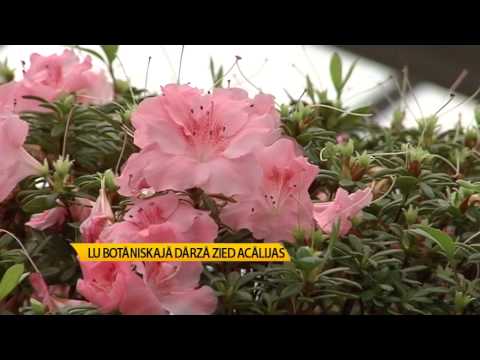 Video: Vai Astilbe zied visu vasaru - uzziniet par astilbes augu ziedēšanas laiku