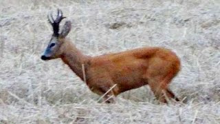 Polowanie - Medalowy rogacz - gold medal roebuck