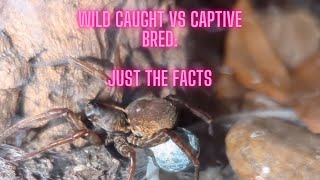 Wild Caught VS Captive Bred: Just the facts #captivebred #wildcaught #facts